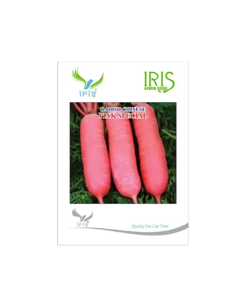 Iris Hybrid Chinese Pink Radish – Crisp, Pinkish-Red Roots With White Flesh 1
