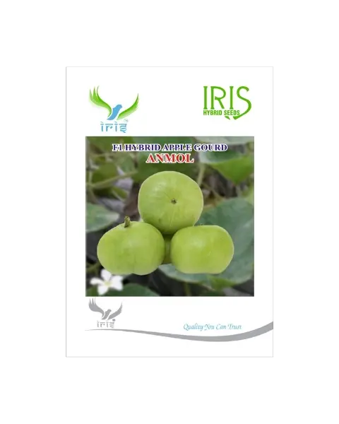 Iris Hybrid F1 Anmol Apple Gourd (Tinda) 1