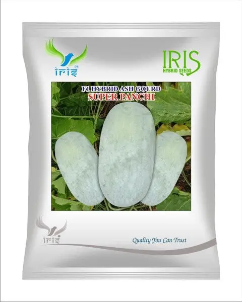 Iris Hybrid F1 Ash Gourd Super Panchi 1