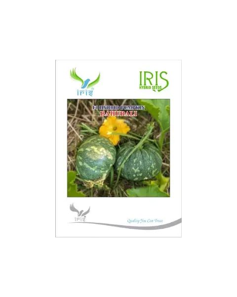 Iris Hybrid F1 Bahubali Pumpkin 1