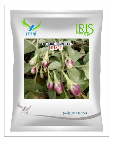Iris Hybrid F1 Brinjal Ihs-11 1