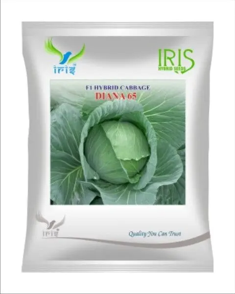 Iris Hybrid F1 Cabbage Diana 65 1