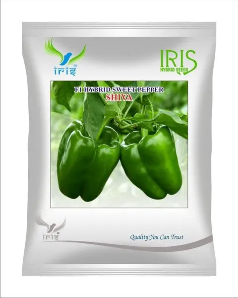 Iris Hybrid F1 Capsicum Shiva 1