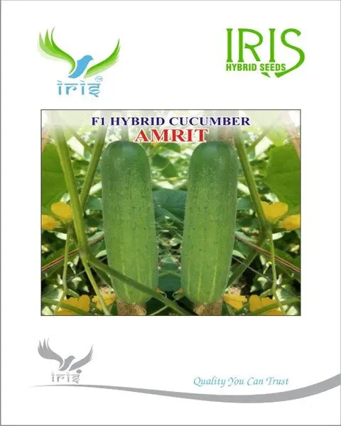 Iris Hybrid F1 Cucumber Amrit 1