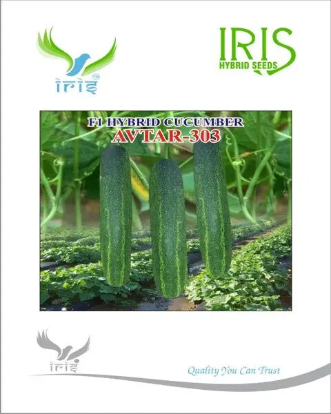 Iris Hybrid F1 Cucumber Avtar-303 1