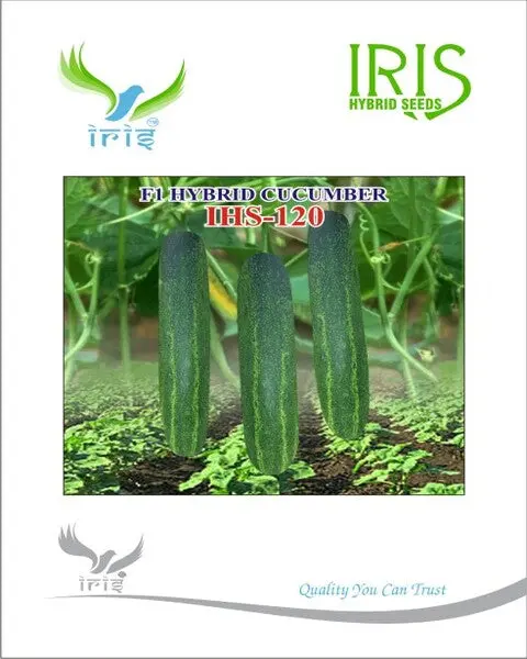 Iris Hybrid F1 Cucumber Ihs-120 1