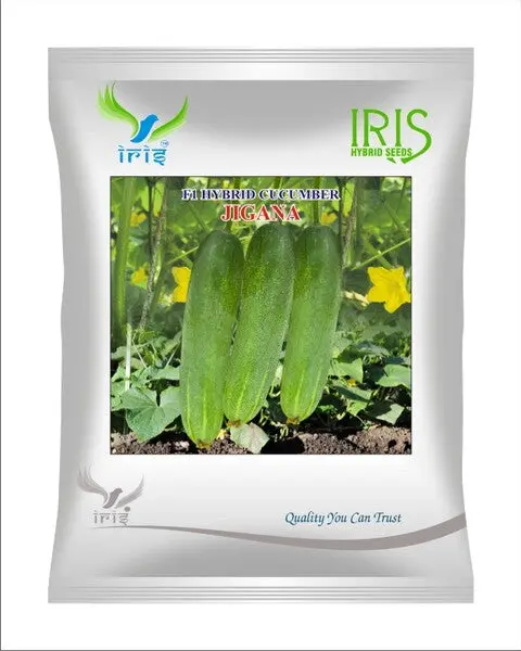 Iris Hybrid F1 Cucumber  Jigana 1