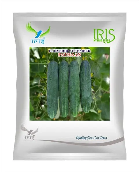Iris Hybrid F1 Cucumber  Pathaan 1