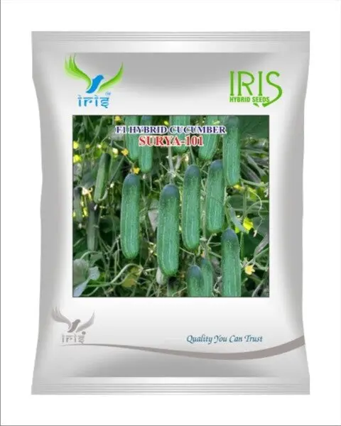 Iris Hybrid F1 Cucumber  Surya-101 1