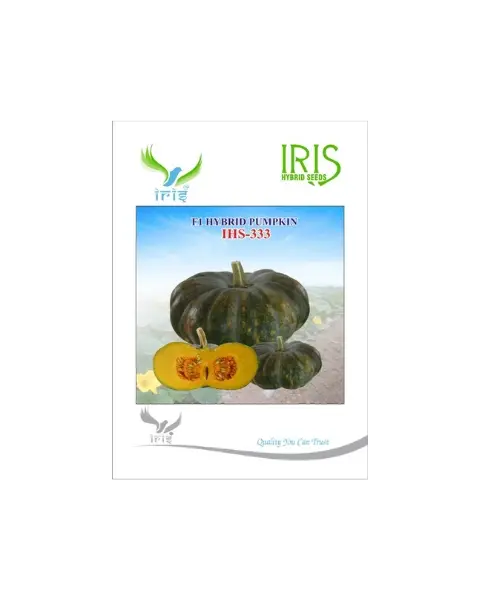 Iris Hybrid F1 His-333 Pumpkin 1