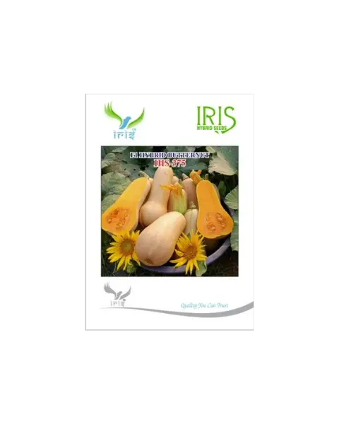 Iris Hybrid F1 Ihs-375 Butternut 1