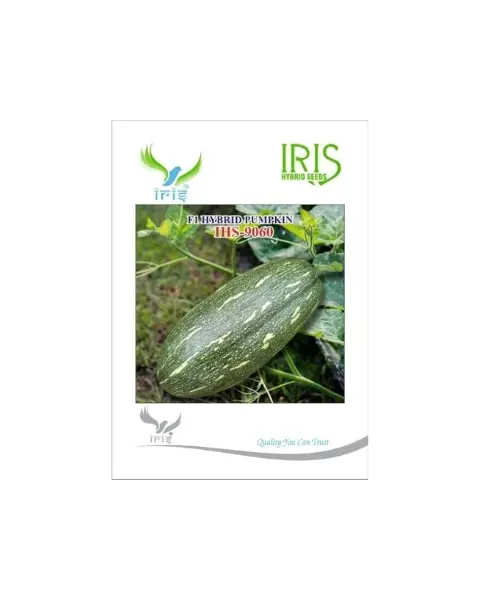 Iris Hybrid F1 His-9060 Pumpkin 1
