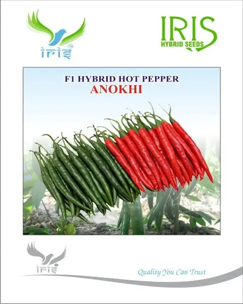 Iris Hybrid F1 Hot Pepper Anokhi 1