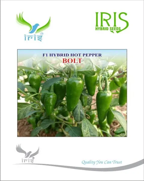 Iris Hybrid F1 Hot Pepper Bolt 1