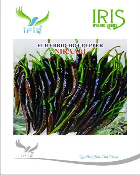 Iris Hybrid F1 Hot Pepper Niraali 1