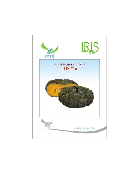 Iris Hybrid F1 Ihs-716 Pumpkin 1
