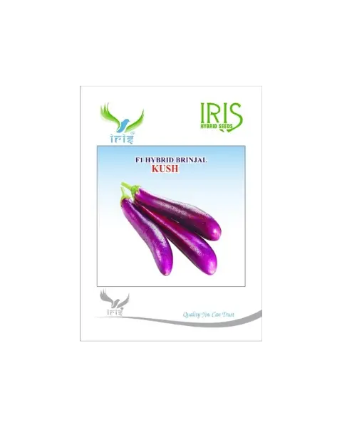 F1 Kush Brinjal Seeds By Iris Hybrid– Early-Maturing, High-Yield Variety 1
