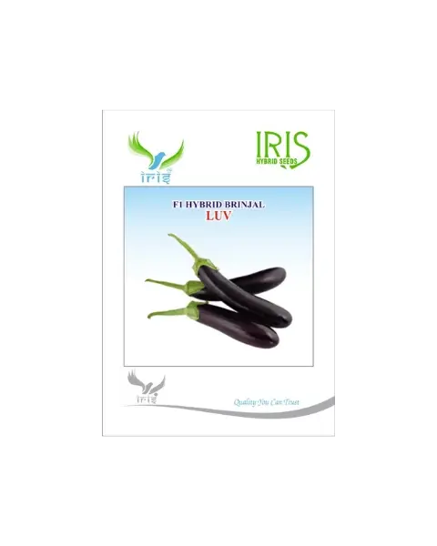 Iris Hybrid F1 Luv Brinjal 1