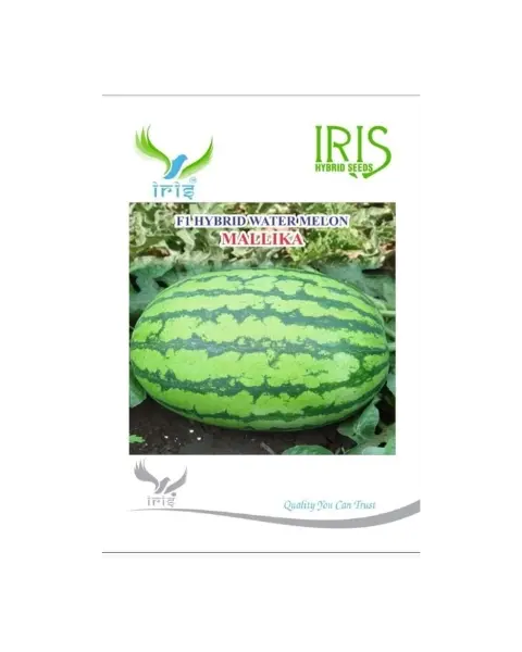Iris Hybrid F1 Mallika Watermelon – High Yield & Ideal For Long-Distance Transportation Or Iris Hybrid F1 Mallika Watermelon – High Yield & Bright Red 1