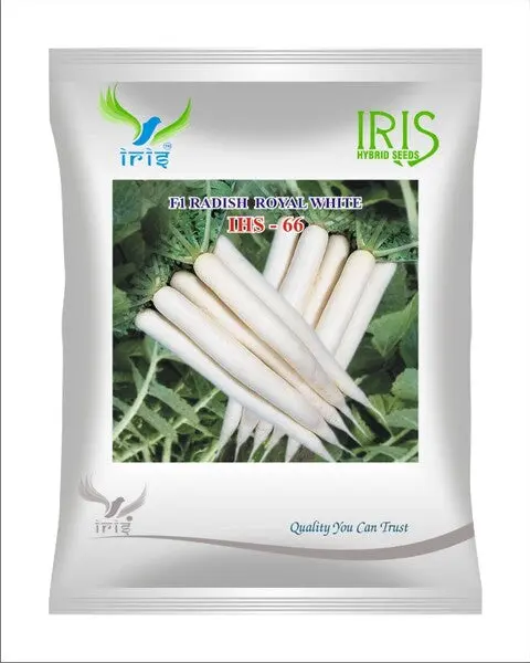 Iris Hybrid F1 Radish Royal White Ihs66 1