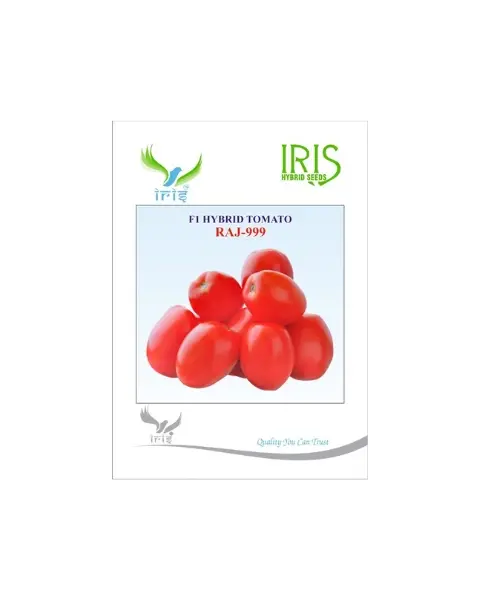 Iris Hybrid F1 Raj-999 Tomato 1