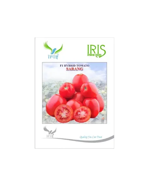 Iris Hybrid F1 Sarang Tomato 1