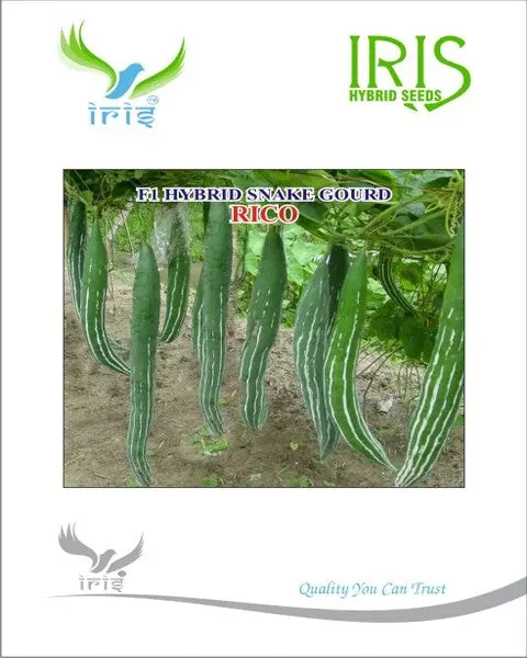 Iris Hybrid F1 Snakegourd Rico 1