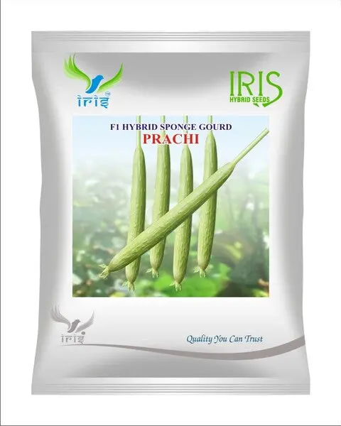 Iris Hybrid F1 Sponge Gourd Prachi 1