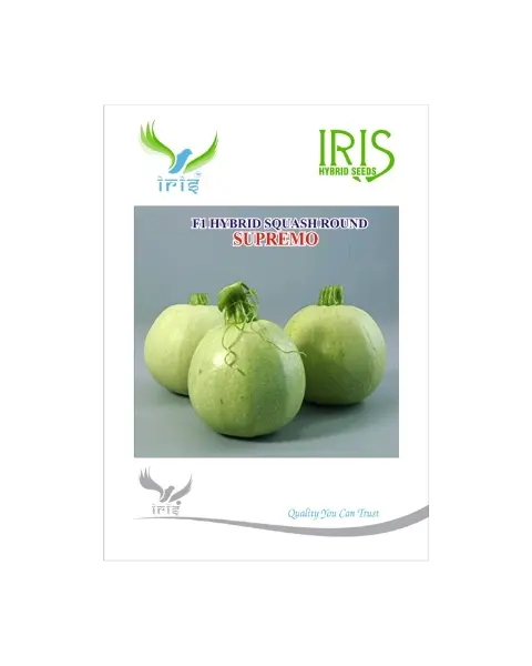 Iris Hybrid F1 Supremo Squash Round 1