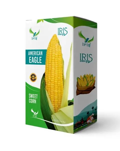 Iris Hybrid F1 Sweetcorn American Eagle 1