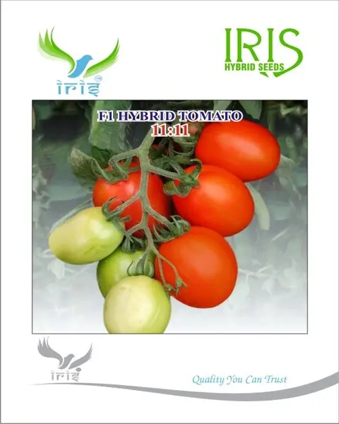 Iris Hybrid F1 Tomato 11:11 1