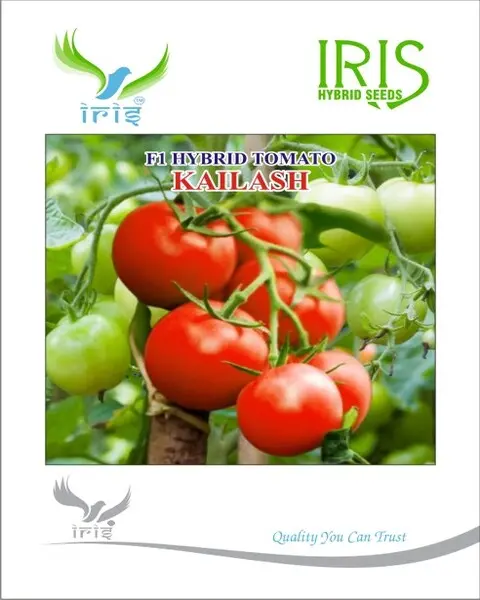Iris Hybrid F1 Tomato Kailash 1