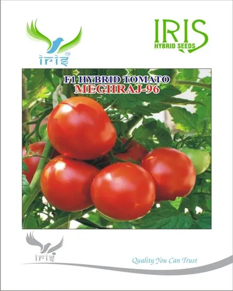 Iris Hybrid F1 Tomato Meghraj-96 1