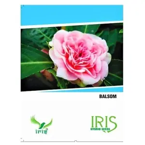 Iris Hybrid Balsam Flower Seeds – Vibrant, Easy To Grow Blooms 1