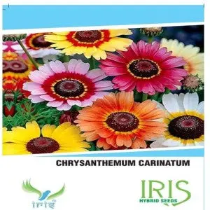 Iris Chrysanthemum Carinatum Flower Seeds 1