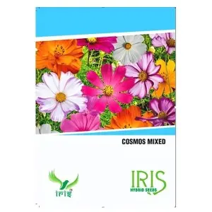 Iris Hybrid Cosmos Mix Seeds – Vibrant, Easy Grow, Annual Bloom 1