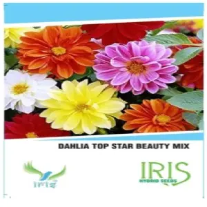 Iris Hybrid Dahlia Mix Flower Seeds (15) – Easy-To-Grow, Colourful Flowers 1