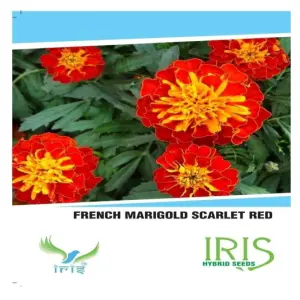 Iris French Marigold Scarlet Red Seeds – Beautiful Flowers Ideal For Landscaping 1