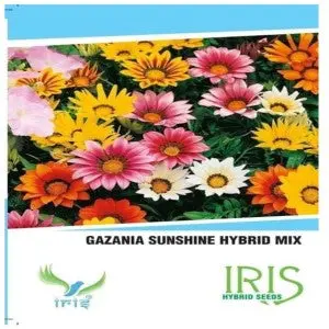 Iris Gazania Sunshine Mix Seeds - Vibrant Perennial Blooms 1