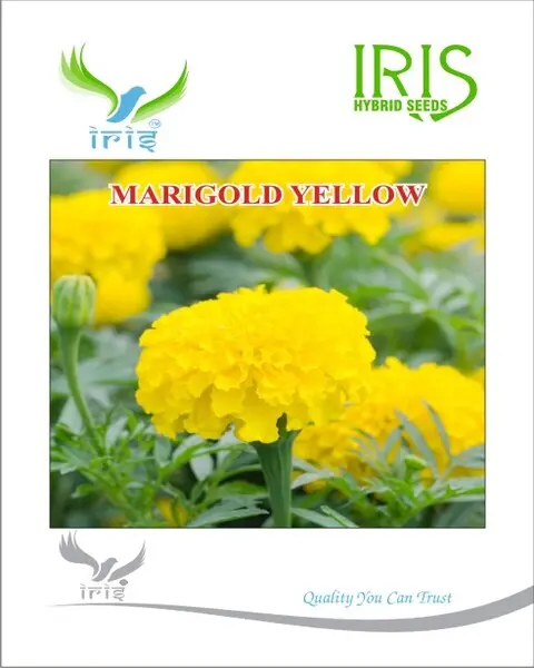 Iris Hybrid Marigold Yellow Seeds – Vibrant Double-Petal Flowers 1