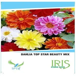 Iris Hybrid Zinnia Dahlia Mix Seeds - Vibrant Perennial Blooms, 12-15 Weeks Duration 1