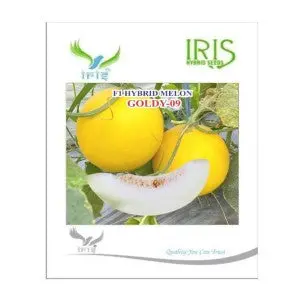 Iris Musk Melon Goldy-09 Seeds - Oblong, Yellow Rind,15-17 Brix Sweetness 1