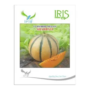 Iris Sharbati Hybrid Musk Melon- Flat Round, Yellow, Green Stripes 1