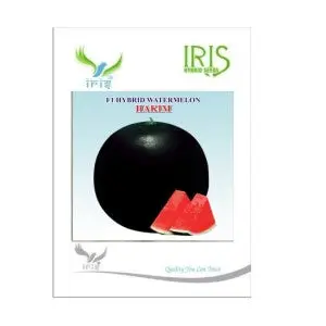 Iris Hakim Watermelon Seeds - Sugar Baby, Round, 5-7 Kg, Sweet 11 Brix 1
