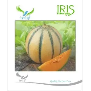 Iris Hybrid Melon Seeds – High Quality, Easy Grow, Indian Climate 1
