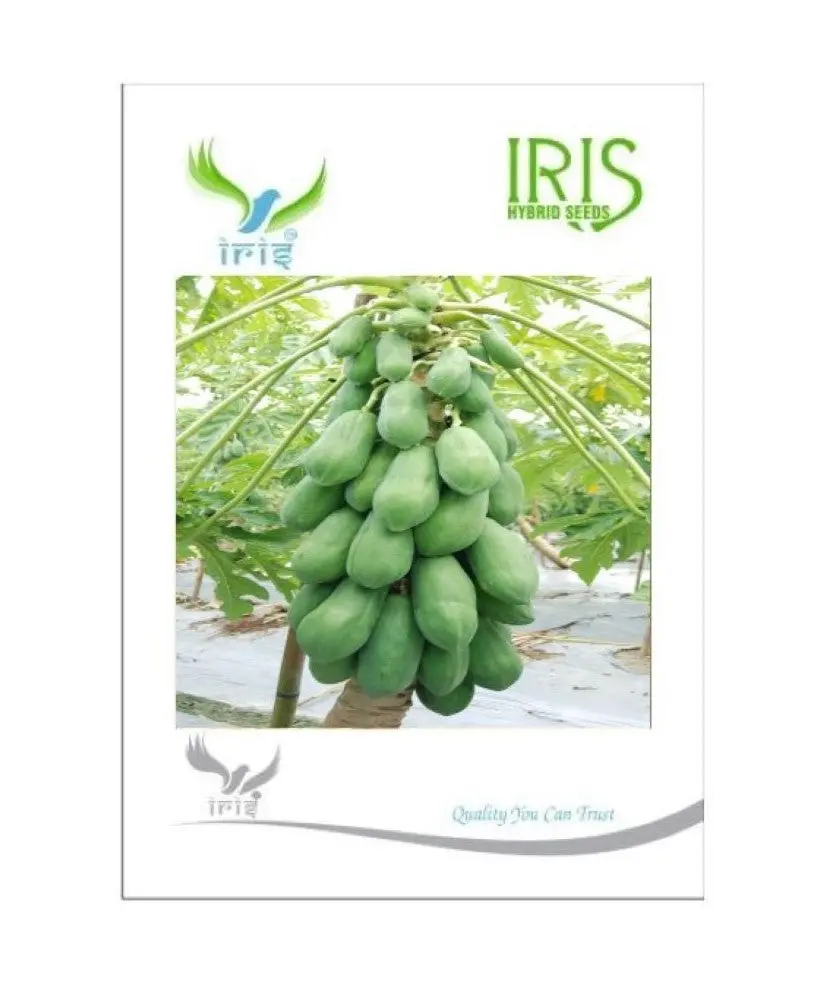 Iris Hybrid Papaya Seeds - Suitable For Gardening 1