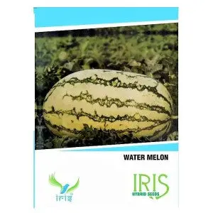 Iris Hybrid Watermelon Seeds - Oblong, Glossy Black, Sweet 1