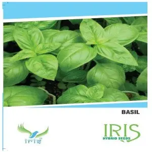 Iris Hybrid Herb Basil Seeds 1