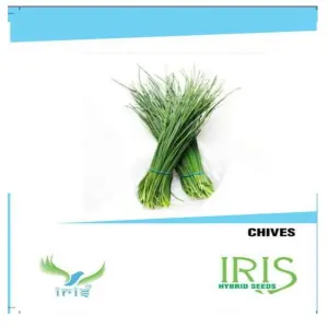 Iris Herb Chives Seeds 1