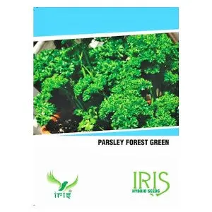 Iris Hybrid Op Herb Parsley Seeds- 40 Seeds, Easy To Grow, Flavorful 1